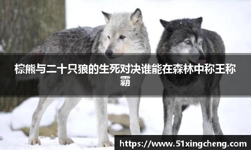 棕熊与二十只狼的生死对决谁能在森林中称王称霸